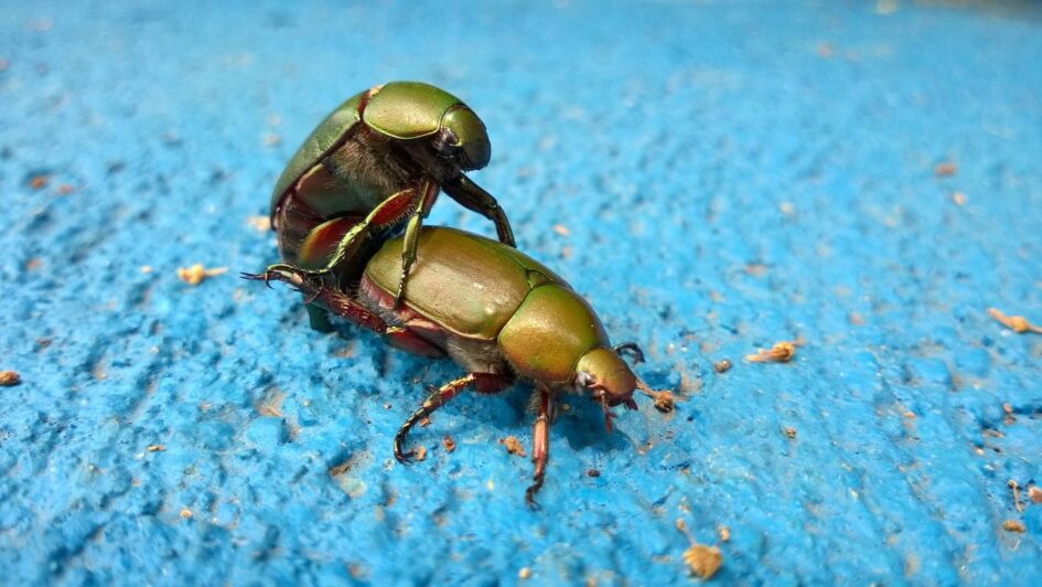 Green beetles fucking