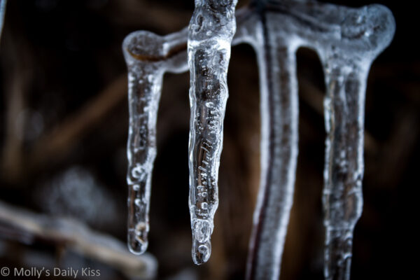 Icicles hanging down from branch for post about ice play