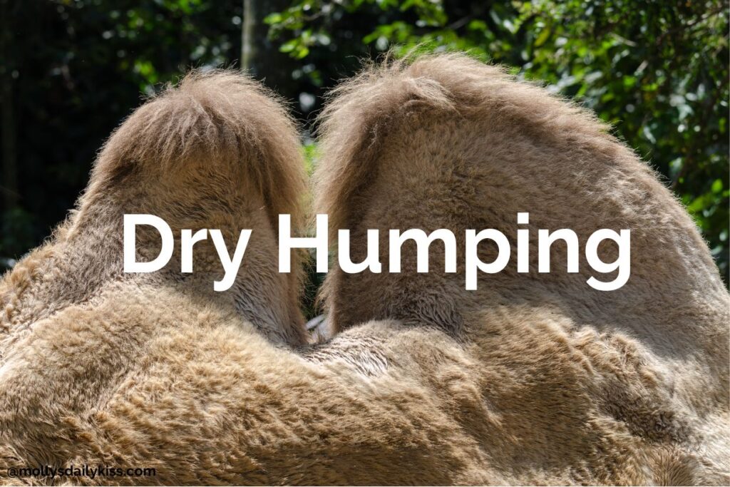 Camel humps with the words dry humping written over it